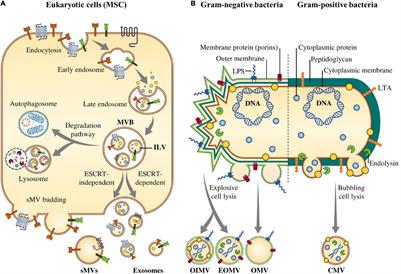 Application of Stem Cell-Derived Extracellular Vesicles as an Innovative Theranostics in Microbial Diseases